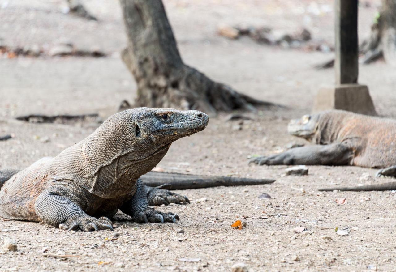 Ayana Komodo Waecicu Beach Labuan Bajo Kültér fotó